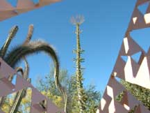 center: Fouquieria columnaris (Boojum)