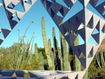 left: Fouquieria splendens (Ocotillo); right: Stenocereus thurberi (Organpipe Cactus)