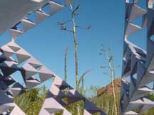 Left: Fouquieria splendens (Ocotillo); Center and Right: Agave sp.