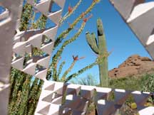 Fouquieria splendens (Ocotillo) and Carnegia gigantea (Saguaro)