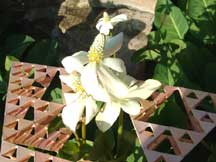 Anemopsis californica (Yerba Mansa)