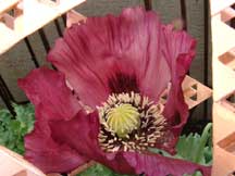 Papaver nudicaule (Icelandic Poppy 'Champagne Bubbles')