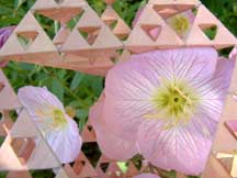 Oenothera speciosa (Mexican Eveningprimrose)