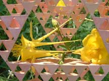 Aquilegia chrysantha (Columbine)