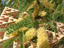 Prosopis (Mesquite)