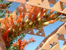 Close-up blooms of Fouquieria splendens (Ocotillo)