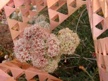 Eriogonum fasciculatum (Desert Buckwheat)