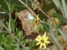 Berlandiera lyrata (Chocolate Flower)