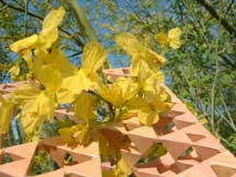 Parkinsonia 'Desert Museum' (ASDM Palo Verde)