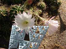 bloom of: Echinopsis sp. (Sea Urchine Cactus)