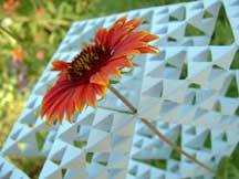 Gaillardia X grandiflora (Firewheel)