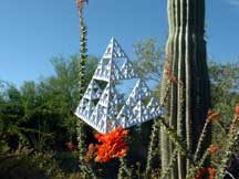 Fouquieria splendens (Ocotillo)