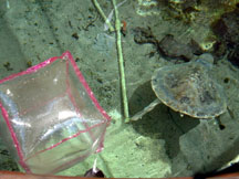 Gumbo Limbo staff give the sea turtles a good scrubbing once a week.  This particular sea turtle is old and blind and could not survive in the ocean.