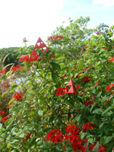 There is nice fractal branching visible on the Pentas.  It is hard to see for the leaves, but there are lots of branches, and the little branches look very similar to the big ones.  