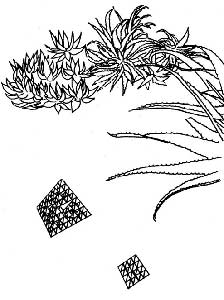 stage-2 and -3 Sierpinski tetrahedra with Aloe suprafoliata